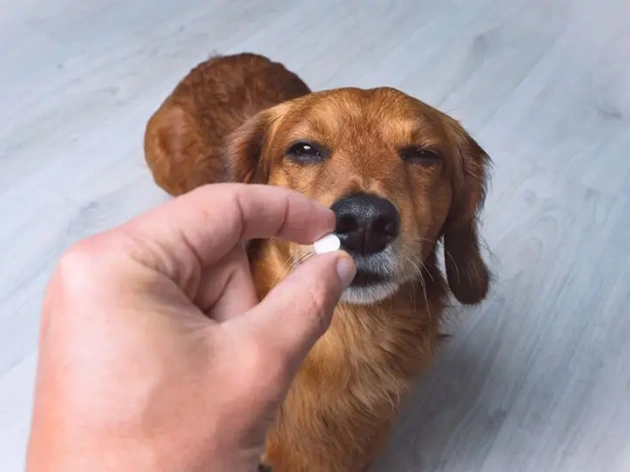 Side Effects of Pet Medications