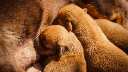 Six Signs a Newborn Puppy Isn't Getting Enough Milk