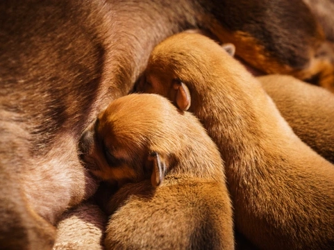 Six Signs a Newborn Puppy Isn't Getting Enough Milk