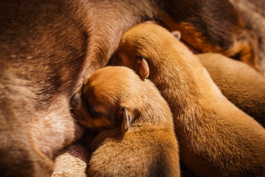 Six Signs a Newborn Puppy Isn't Getting Enough Milk