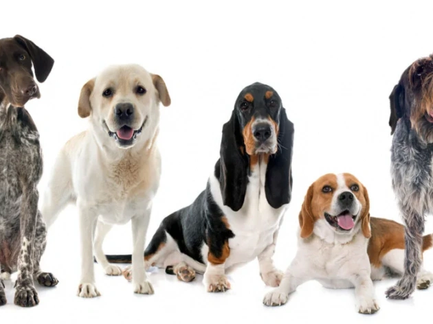 Small Dog Breeds