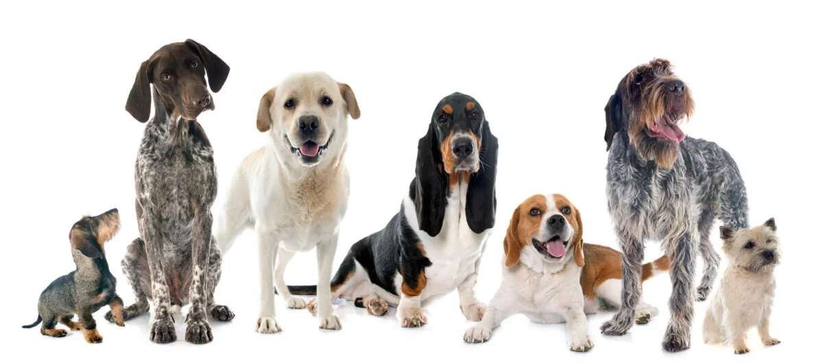 Small Dog Breeds