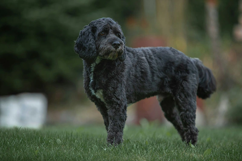 The Black Dog Syndrome – Fact or Fiction?
