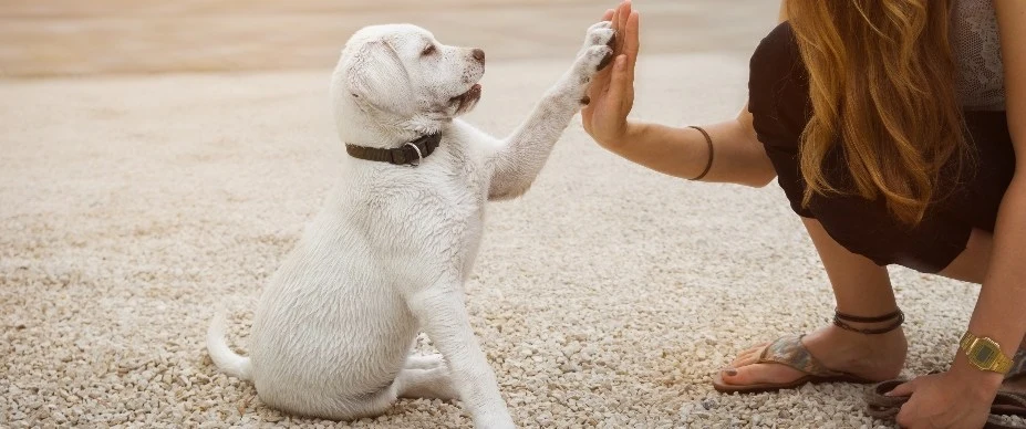 The Ultimate Guide to Potty Training Your Puppy