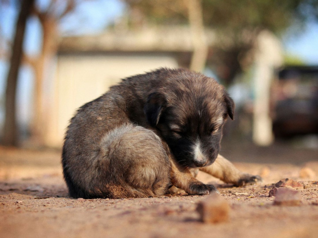 Thoughtful gift ideas for people who adore their dogs