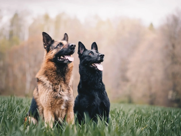 Top 10 Guard Dog Breeds