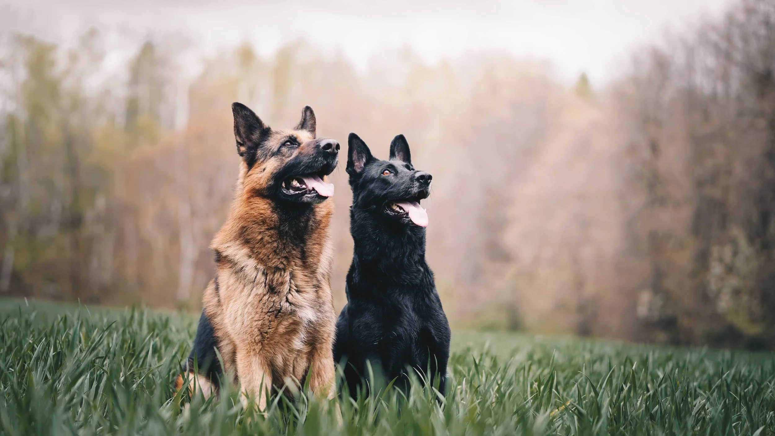 Top 10 Guard Dog Breeds