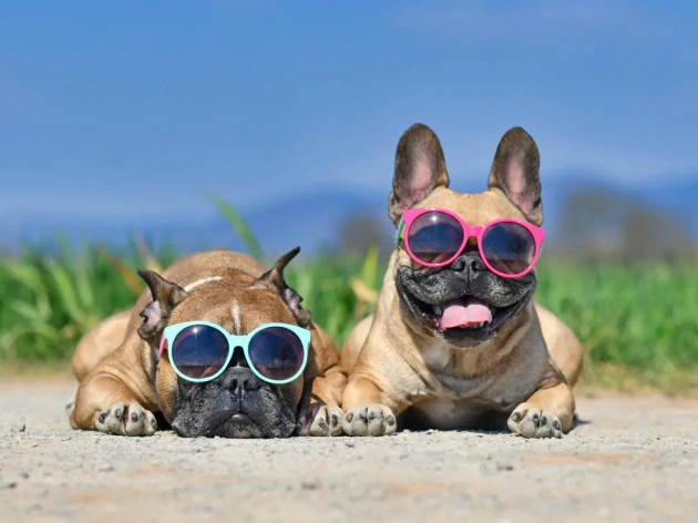 Traveling with Your Dog: Essential Tips for a Smooth Trip