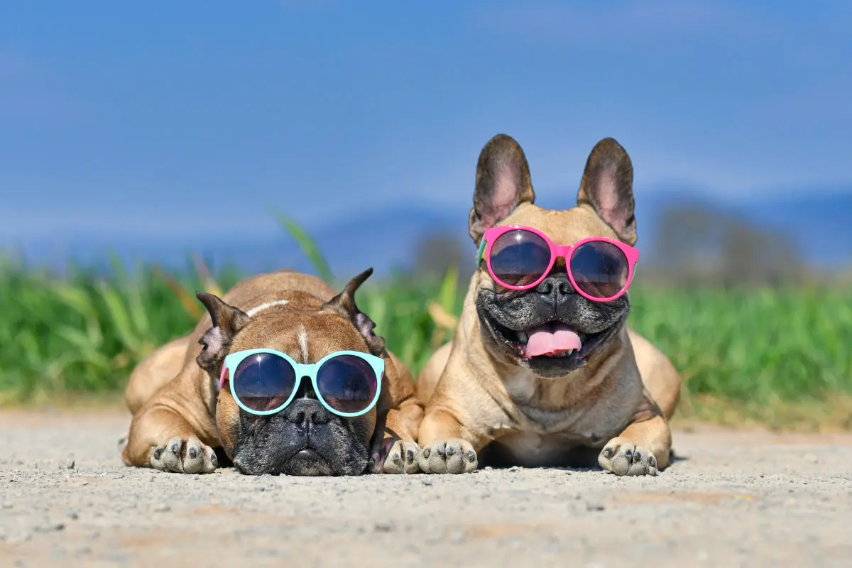 Traveling with Your Dog: Essential Tips for a Smooth Trip