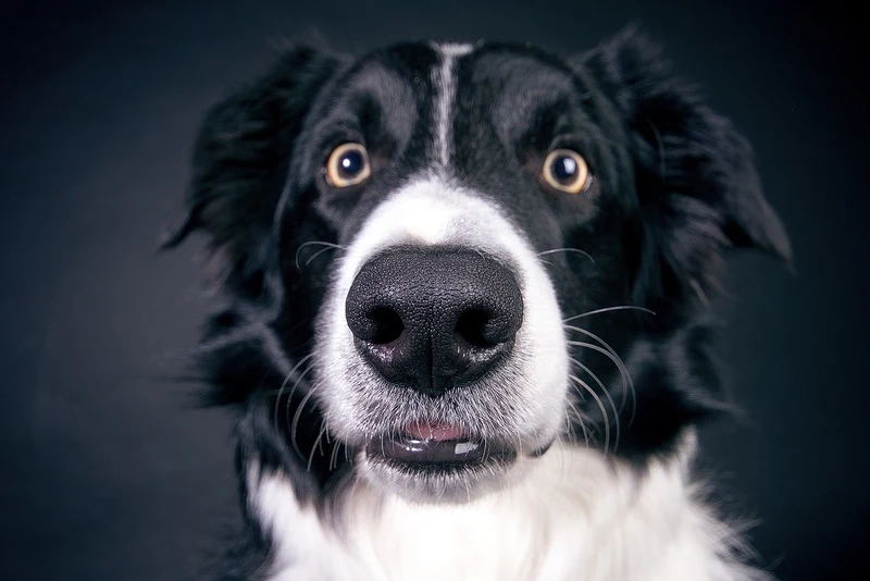 Whale Eyes in Dogs: Understanding the Signs of Stress and Anxiety