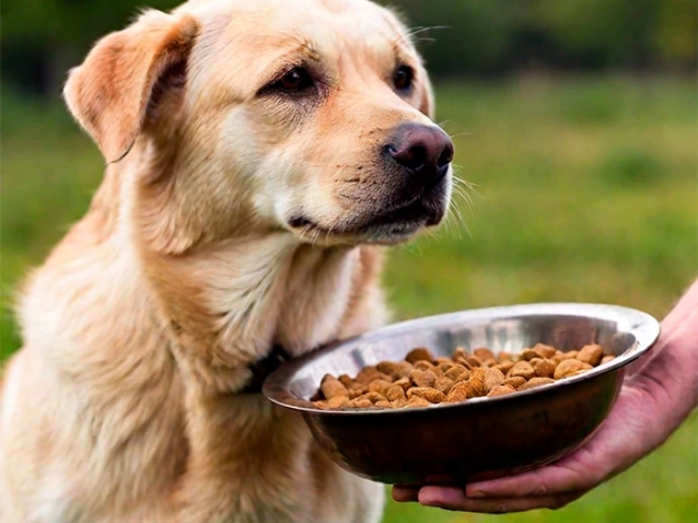 What Can Dogs Not Eat?