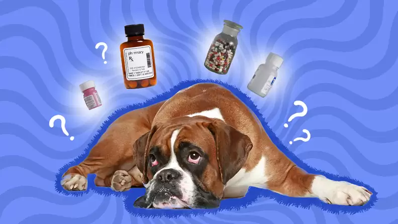 What Can I Give My Dog for Immediate Pain Relief?