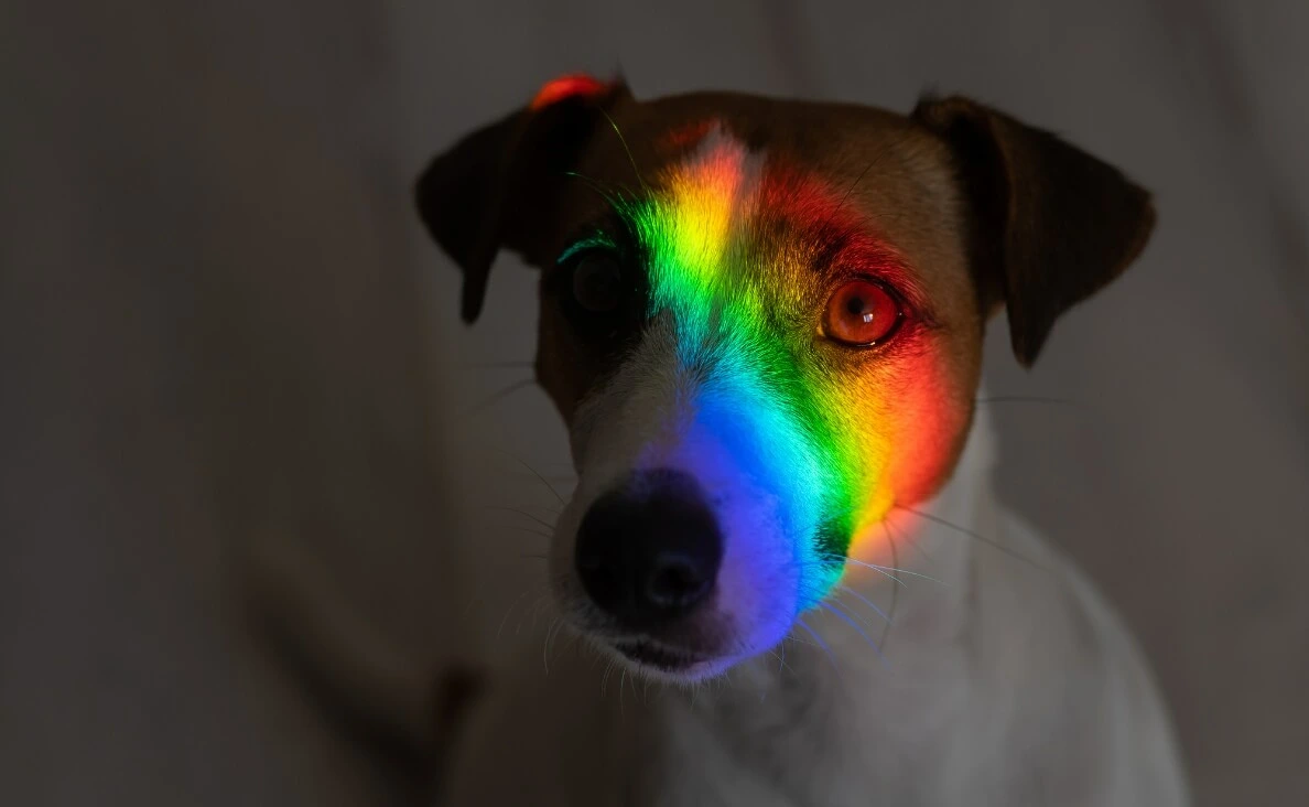 What Colors Can Dogs See?