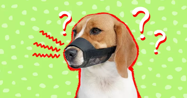 What Dogs Need to Be Muzzled in Ireland