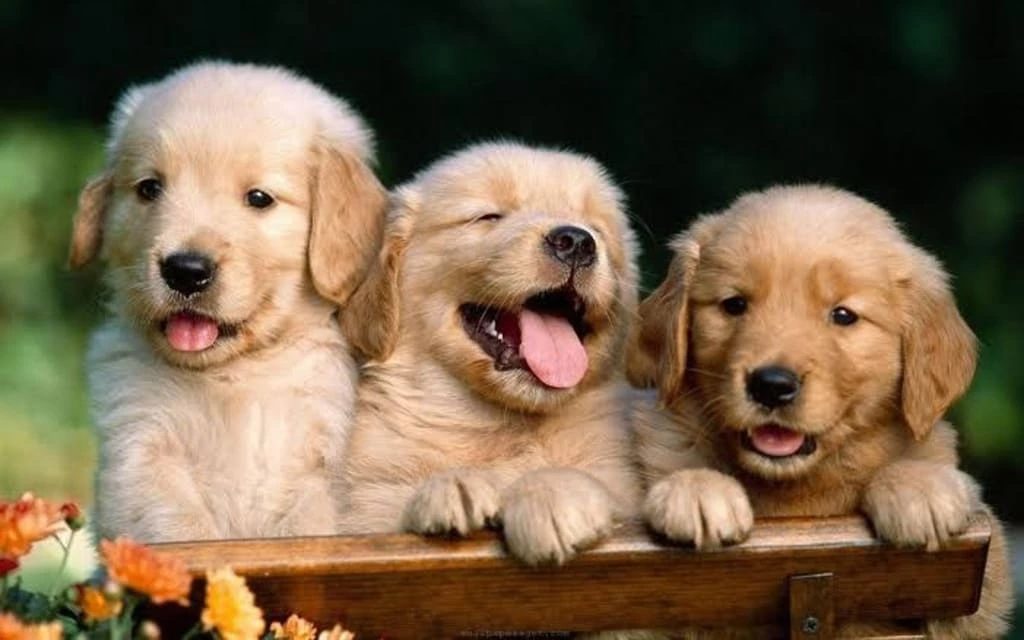 What is the World's Nicest Dog?