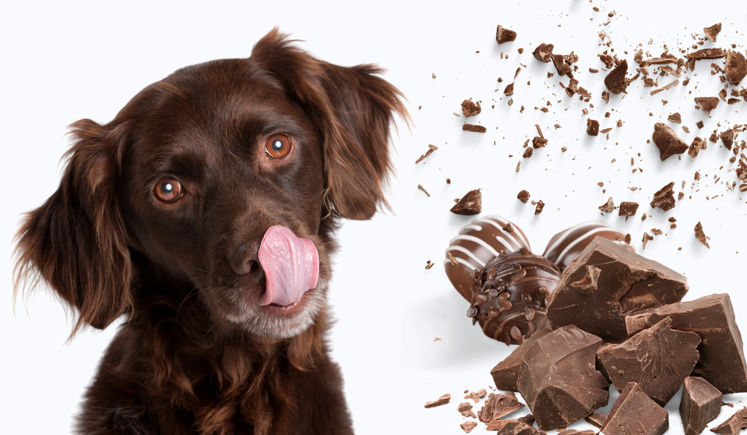 What to Do If Your Dog Eats Chocolate?