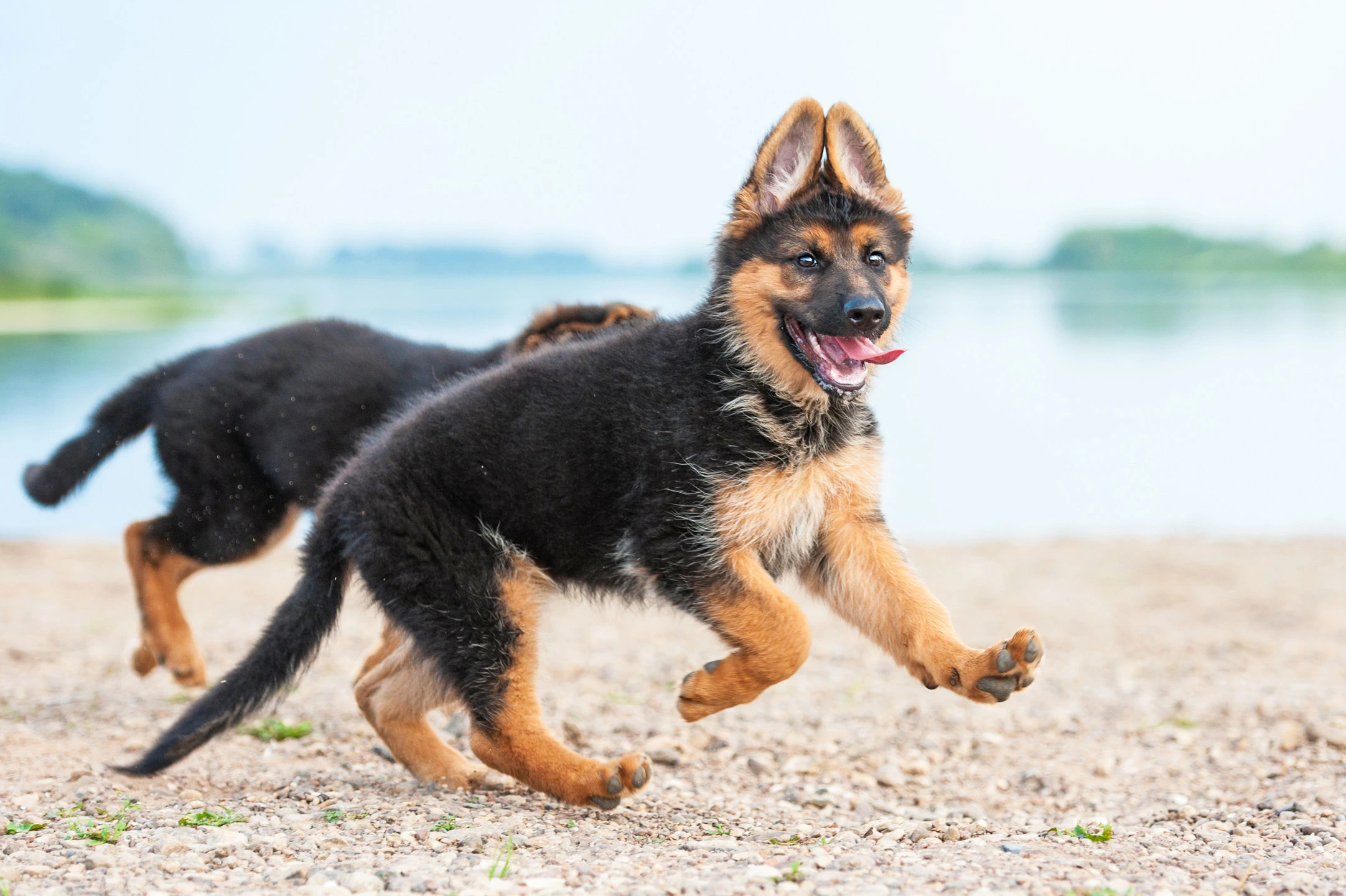 When Do German Shepherds Stop Growing?