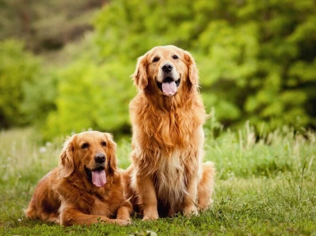 When Do Golden Retrievers Go Into Heat?