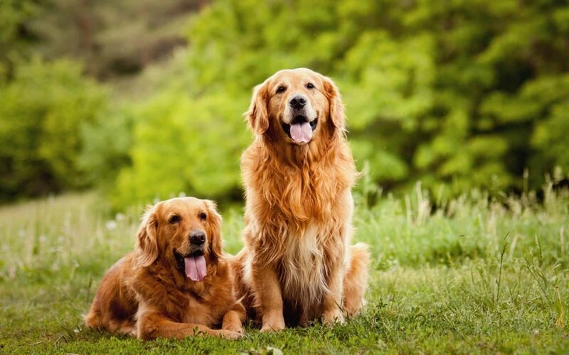 When Do Golden Retrievers Go Into Heat?