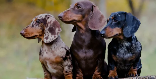 Why Are Dachshunds So Popular?