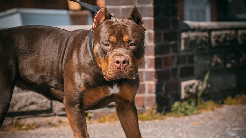 Why Are XL Bullies Being Banned in Ireland?
