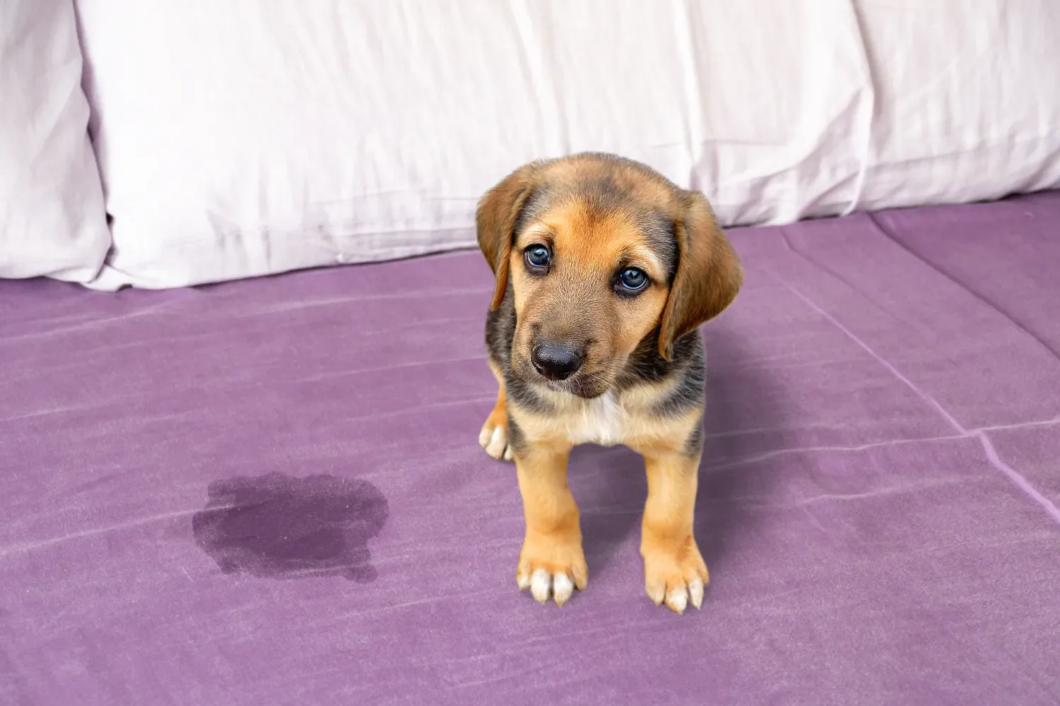 Why Did My Dog Pee on My Bed?