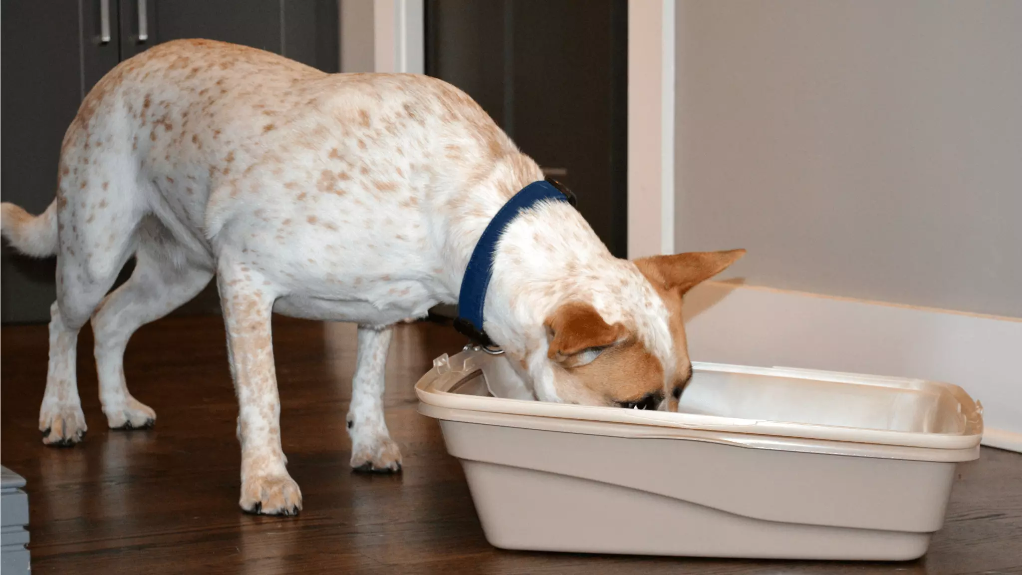 Why Do Dogs Eat Cat Poop?