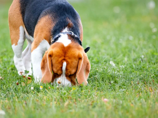 Why Do Dogs Eat Their Own Poop?