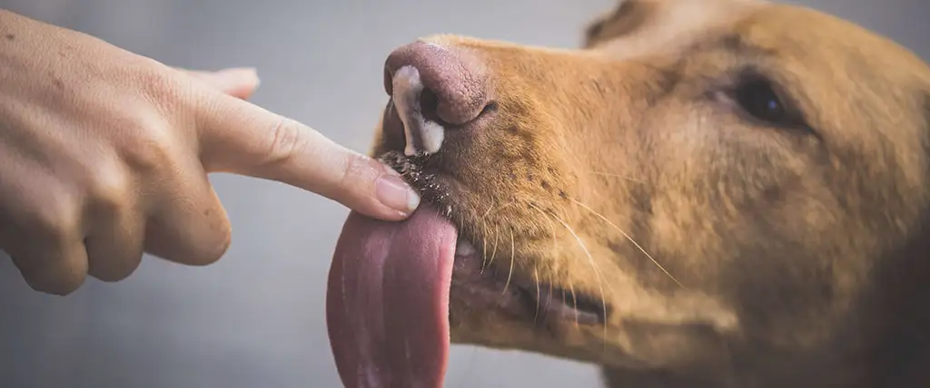 Why Do Dogs Lick People?