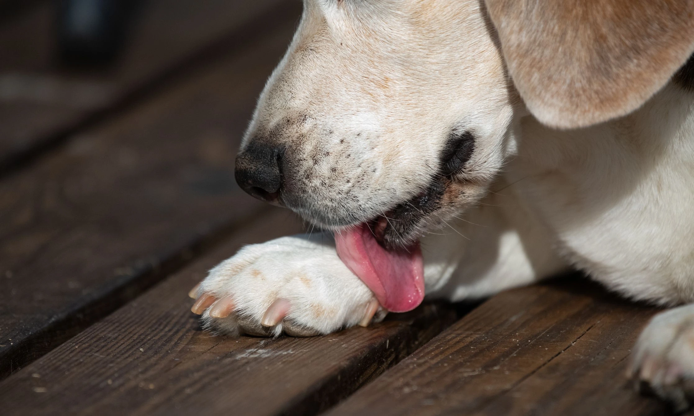 Why Do Dogs Lick Their Paws?