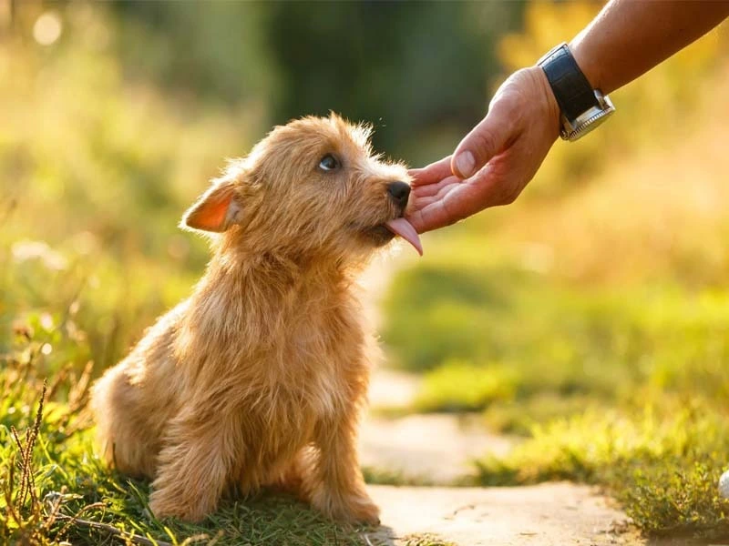 Why Do Dogs Lick You?