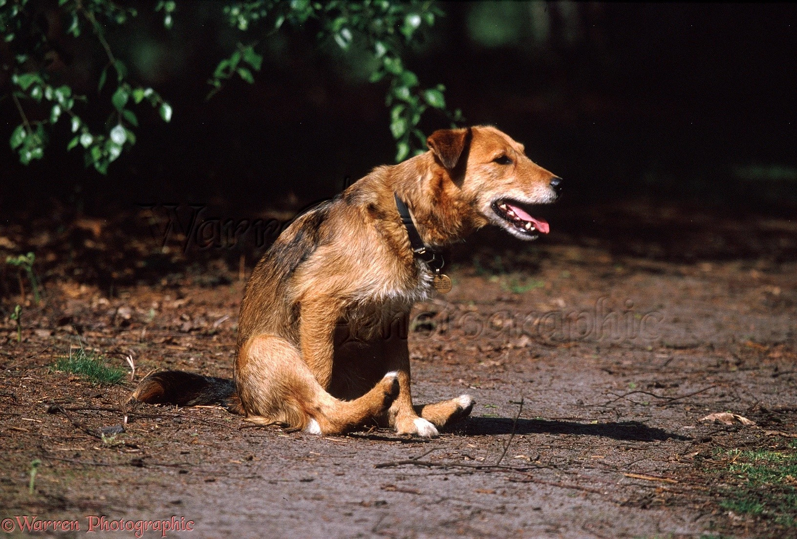 Why Do Dogs Rub Their Butt on the Ground?