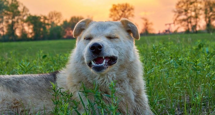 Why Do Dogs Sneeze?