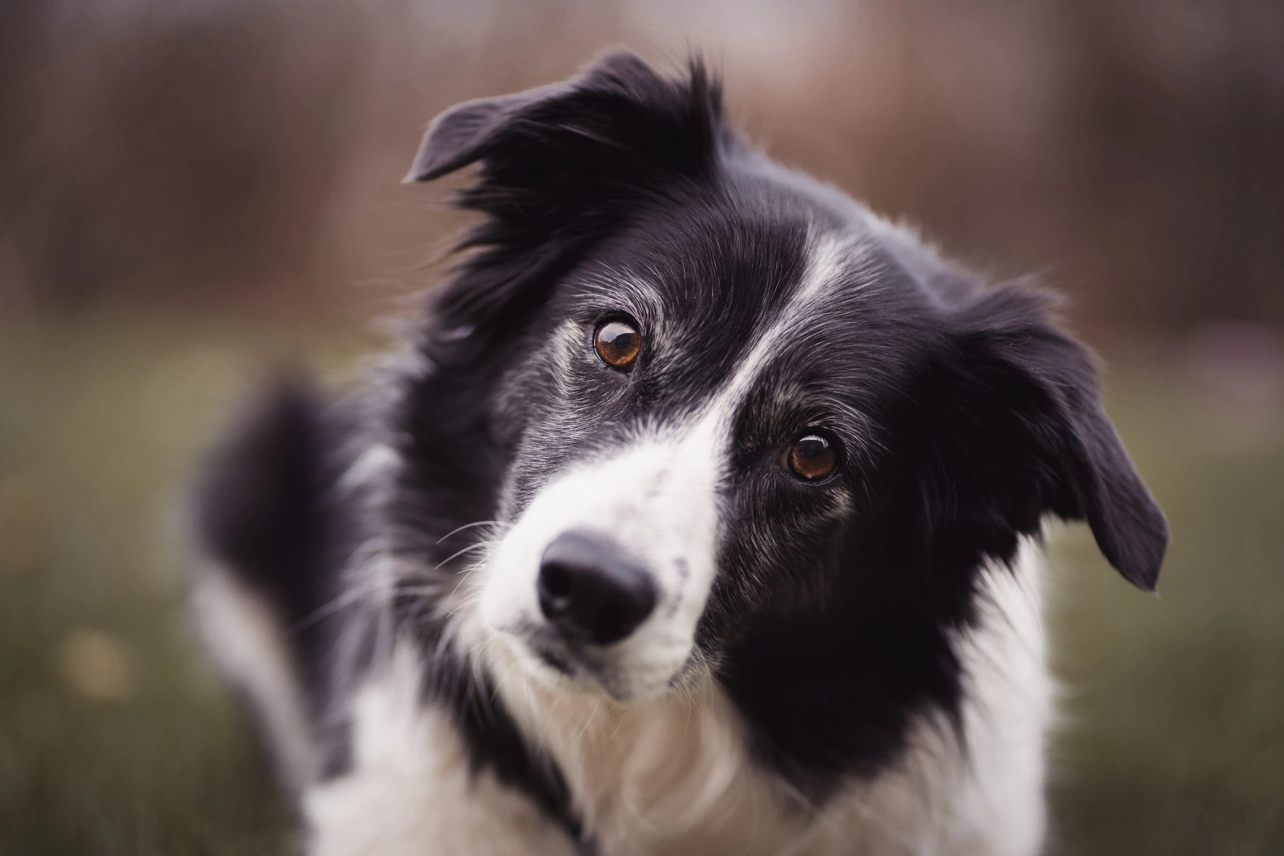 Why Do Dogs Stare at You?