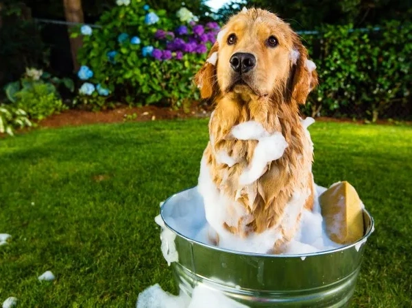 Why Does My Dog Smell So Bad?