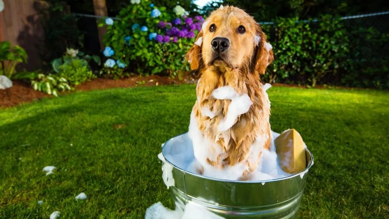 Why Does My Dog Smell So Bad?