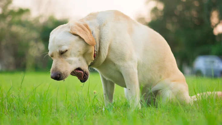 Why Is My Dog Coughing?