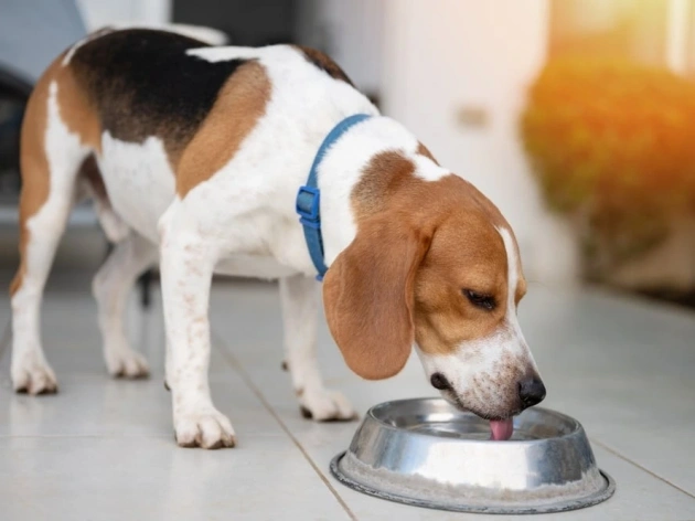 Why Is My Dog Drinking a Lot of Water?