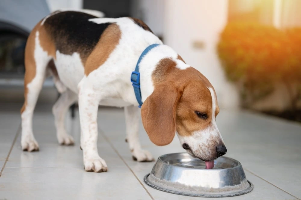 Why Is My Dog Drinking a Lot of Water?