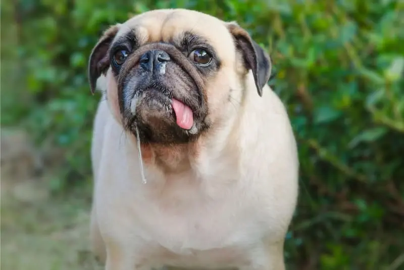 Why Is My Dog Drooling?