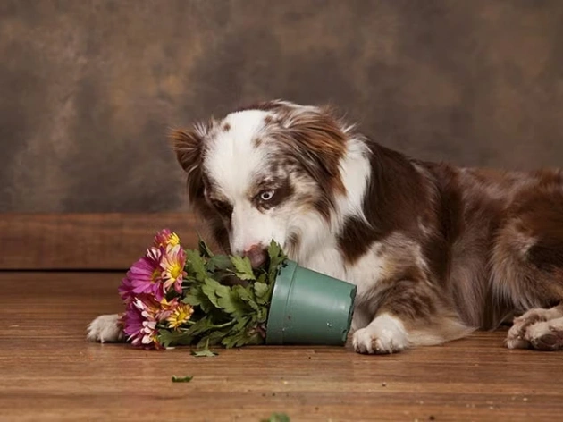 Why Is My Dog Eating Dirt?