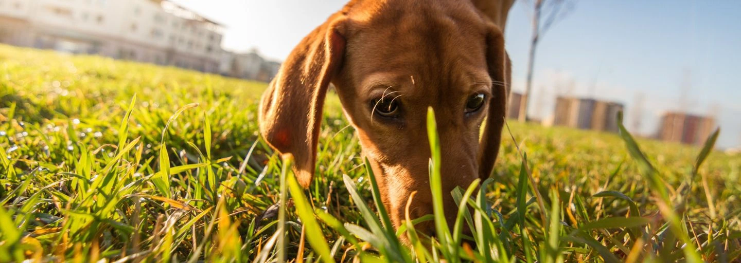 Why Is My Dog Eating Grass?