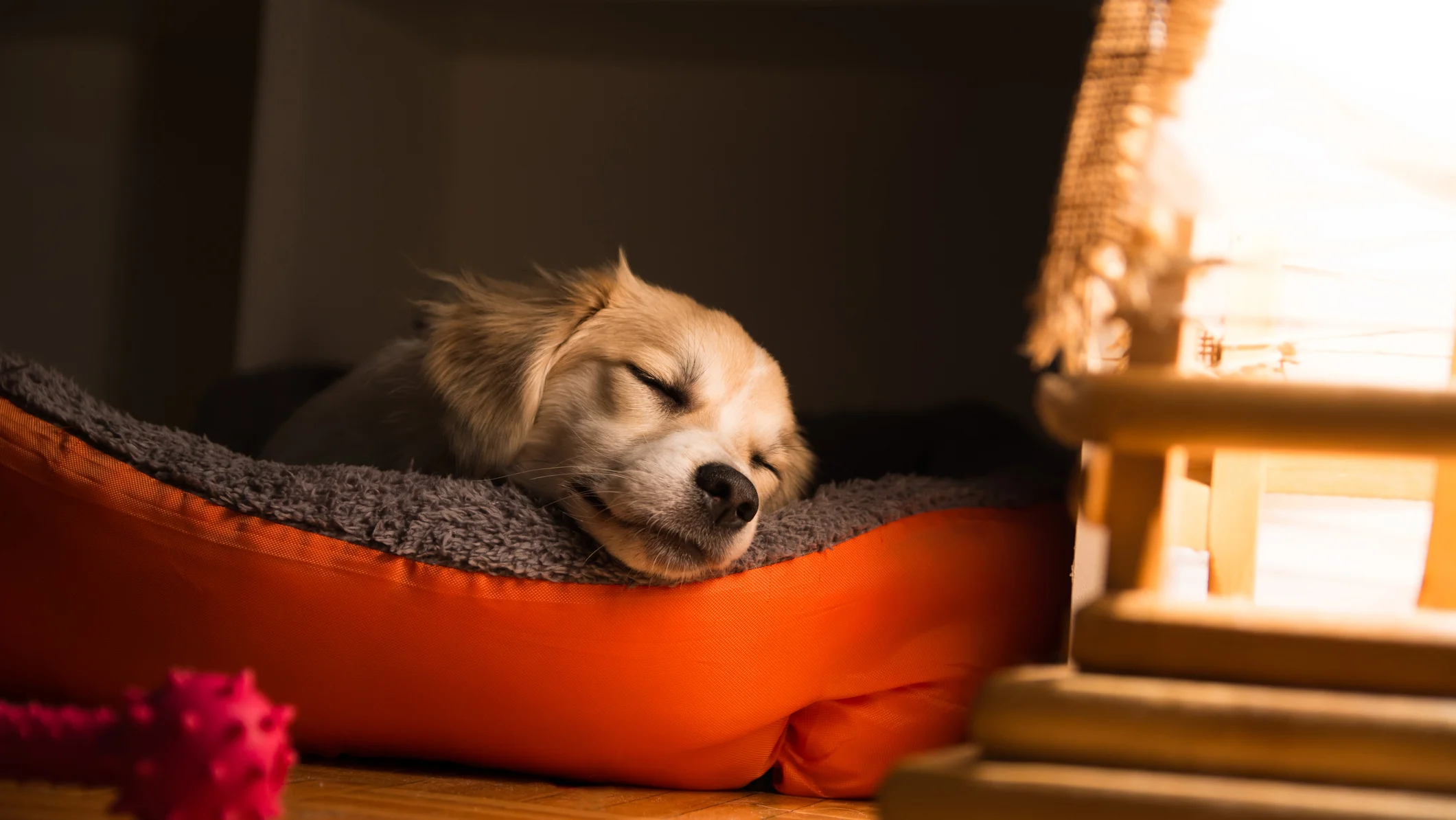 Why Is My Dog Panting at Night?
