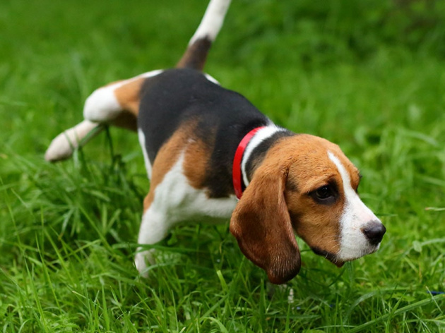 Why Is My Dog Peeing So Much?