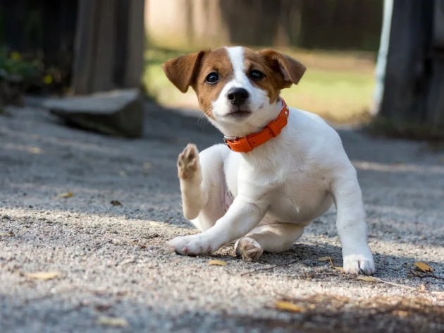 Why Is My Dog So Itchy?