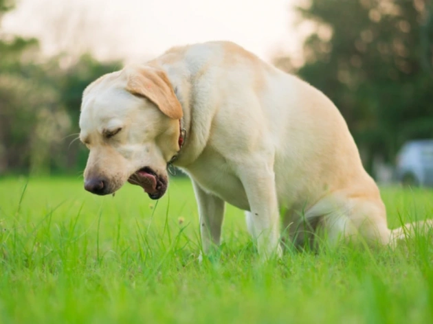 Why is My Dog Throwing Up White Foam?