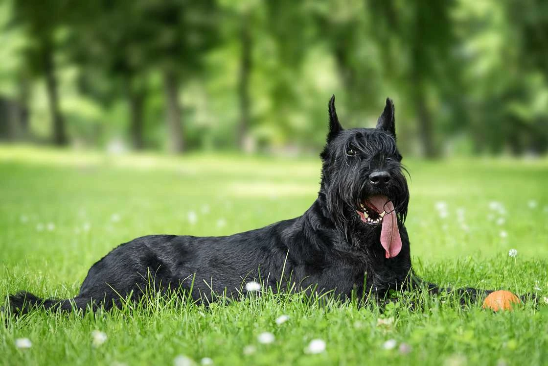 Why Schnauzers Are the Worst Dogs?