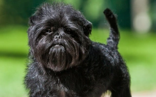 Affenpinscher is a bold and amusing toy breed with a big-dog attitude. Ideal for owners seeking charm, loyalty, and compact confidence.
