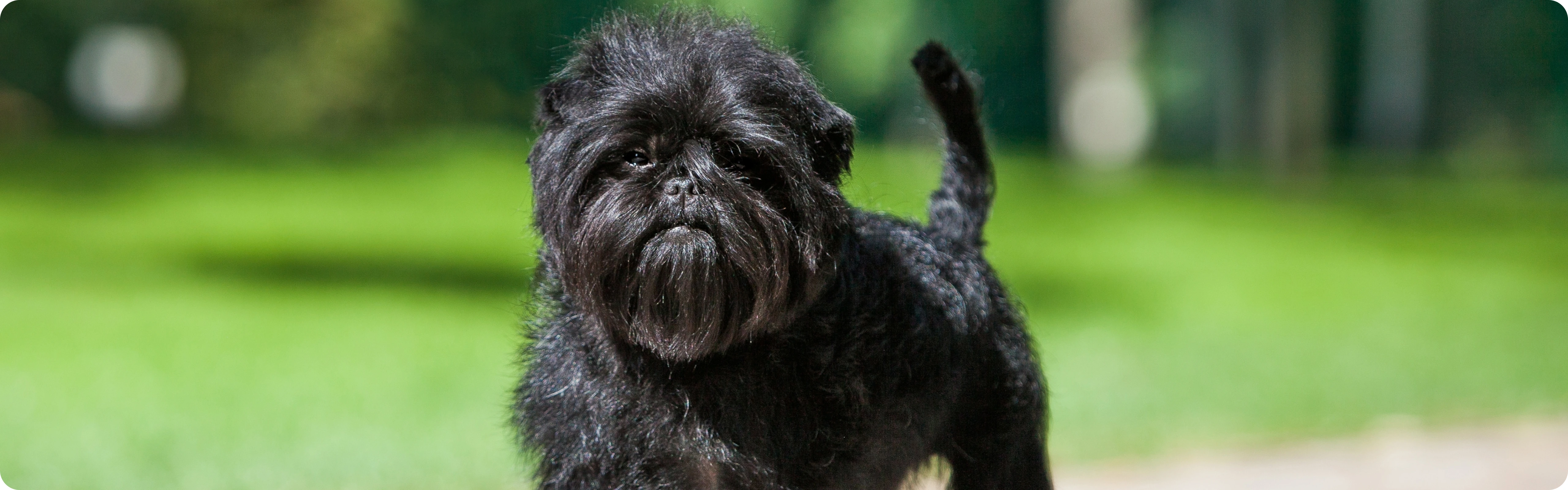 Affenpinscher