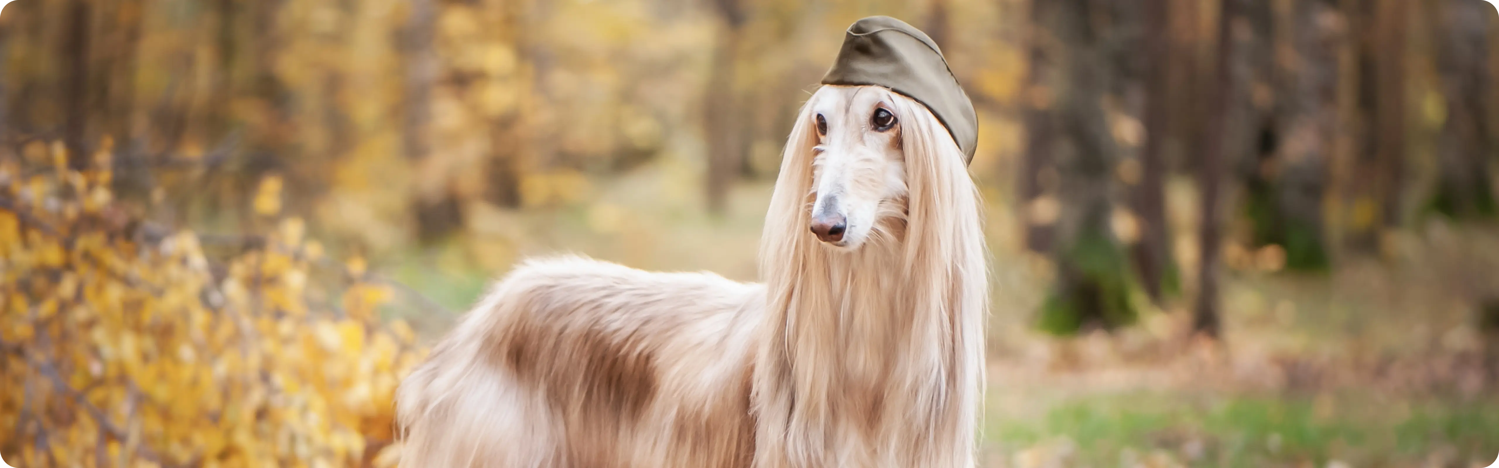 Afghan Hound